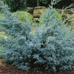 Kék kínai boróka  JUNIPERUS CHINENSIS BLUE ALPS BONSAI 150/175 K130