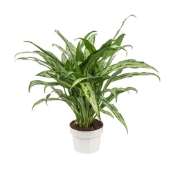 Rákvirág AGLAONEMA CUTLASS CS12