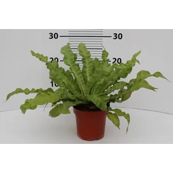 Madárfészekpáfrány ASPLENIUM NIDUS CRISPY WAVE CS12  