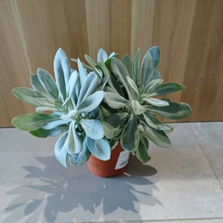 Aggófű SENECIO