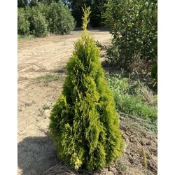 Arany smaragd tuja THUJA OCCIDENTALIS GOLDEN SMARAGD 80/100*