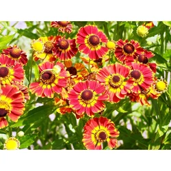 Napfényvirág HELENIUM AUTUMNALE FAJTÁK CS15