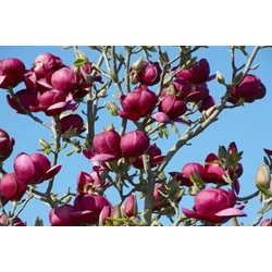 Bíborvörös liliomfa MAGNOLIA SOULANGEANA GENIE 80/100*
