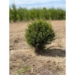 Közönséges tiszafa TAXUS BACCATA GÖMBRE NYÍRT 20/30*