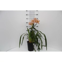 Csónakorchidea CYMBIDIUM 2 FÜRTÖS CS14