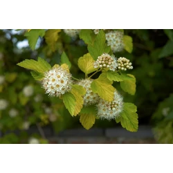 Sárga levelű hólyagvessző  PHYSOCARPUS OPULIFOLIUS LUTEUS 40/+ K5