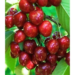 Sunburst cseresznye PRUNUS AVIUM SUNBURST SZGY