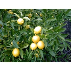 Ausztrál lime  CITRUS LIMONE CAVIALE BIANCO T1/4 70/80CM K5