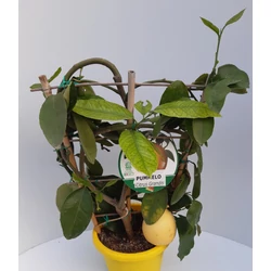 Pomelo   CITRUS POMELO FAL 60CM K3