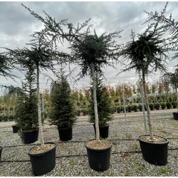 Csüngő himalájai cédrus  CEDRUS DEODARA PENDULA T200 16/18 K90