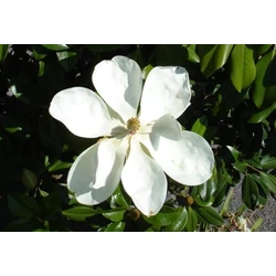 Örökzöld liliomfa   MAGNOLIA GRANDIFLORA GALLISONIENSIS PRAECOX 200/250 K70
