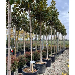 Örökzöld liliomfa   MAGNOLIA GRANDIFLORA GALLISONIENSIS T200 12/14 K35