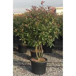 Örökzöld korallberkenye   PHOTINIA FRASERI RED ROBIN TÖBBTÖRZSES GOMBA FORMA 90/100 K110