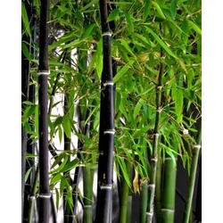 Fekete bambusz   PHYLLOSTACHYS NIGRA 150/200 K18