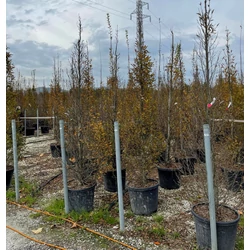 Oszlopos gyertyán   CARPINUS BETULUS PYRAMIDALIS 300/350 K70