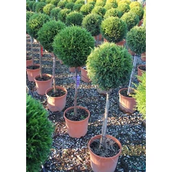 Leyland ciprus CUPRESSOCYPARIS LEYLANDII PYRAMIDALIS T1/2 60/+ K30