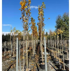Oszlopos tulipánfa   LIRIODENDRON TULIPIFERA FASTIGIATUM T200 10/12 K30