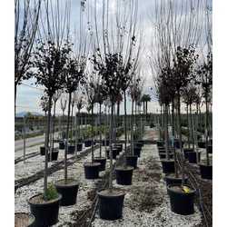 Vérszilva    PRUNUS CERASIFERA PISSARDI T200 14/16 K70