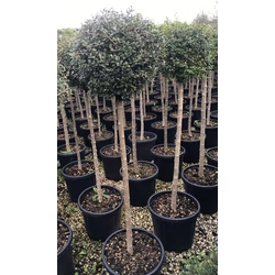 Tricolor fényes levelű fagyal LIGUSTRUM LUCIDUM TRICOLOR 30/40 K3