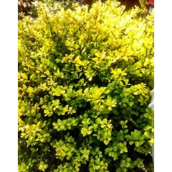 Csipkéslevelű magyal   ILEX CRENATA GOLDEN GEM 20/25 K2