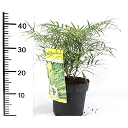 Kínai mahónia  MAHONIA EURYBRACTEATA SOFT CARESS 60/80 K20