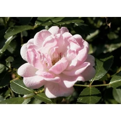 Talajtakaró rózsa ROSA CRISTAL FAIRY 15/+ K3