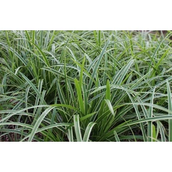 Tarka sás CAREX MORROWII CS14   