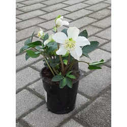 Keleti hunyor HELLEBORUS ORIENTALIS CS12