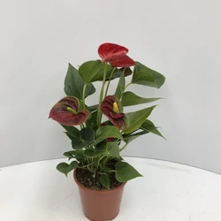 Flamingóvirág ANTHURIUM ANDRAEANUM SUCCESS RED CS9