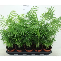 Gyompálma   CHAMAEDOREA ELEGANS CS12