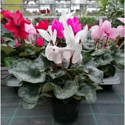 Ciklámen CYCLAMEN CS15