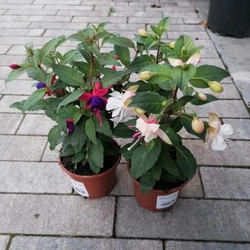 Fukszia FUCHSIA CS10,5