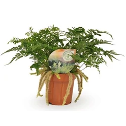 Nyúlláb páfrány HUMATA TYERMANNII CS12