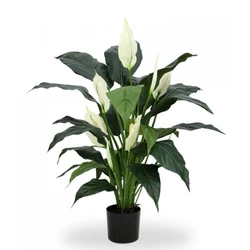 Vitorlavirág SPATHIPHYLLUM  