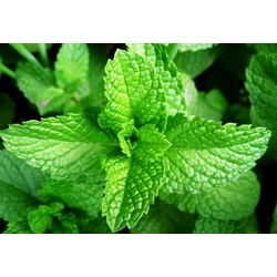 Fodormenta MENTHA SPICATA CS12