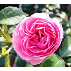 Bokorrózsa KORDES FAJTÁK 25CM K3  