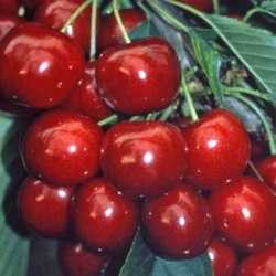 Solymári gömbölyű cseresznye PRUNUS AVIUM SOLYMÁRI GÖMBÖLYŰ K10-12