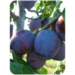 Empress szilva PRUNUS DOMESTICA EMPRESS K10-12