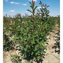 Örökzöld korallberkenye PHOTINIA FRASERI RED ROBIN 80/100*