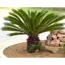 Bambuszpálma RAPHIS EXCELSA K5