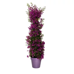 Murvafürt   BOUGAINVILLEA GLABRA SANDERIANA PIRAMIS 120/140 K13