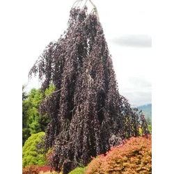 Csüngő vérbükk   FAGUS SYLVATICA PURPLE FOUNTAIN 400/500 K285