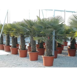 Kínai kenderpálma  CHAMAEROPS EXCELSA T230/250 K150