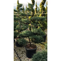 Bonsai boróka   JUNIPERUS MEDIA PFITZERIANA GLAUCA BONSAI 150/175 K55