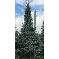 Kék atlasz cédrus  CEDRUS ATLANTICA GLAUCA 350/400 K285