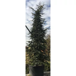 Atlaszcédrus    CEDRUS ATLANTICA HYBRID 400/450 K375