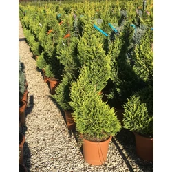 Arany lombú leyland ciprus CUPRESSOCYPARIS LEYLANDII CASTLEWELLAN GOLD SPIRÁL 120/140 K20