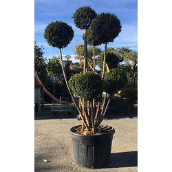 Oszlopos tiszafa   TAXUS MEDIA HICKSII POM-PON 180/200 K180