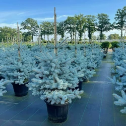 Ezüstfenyő    PICEA PUNGENS EDITH 70/80 K25