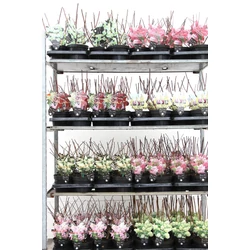 Bugás hortenzia HYDRANGEA PANICULATA MOJITO K10